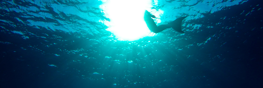 Dream of being a mermaid? Here’s how!