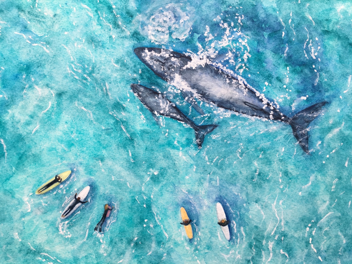 Sharing the Surf Humpback Whales