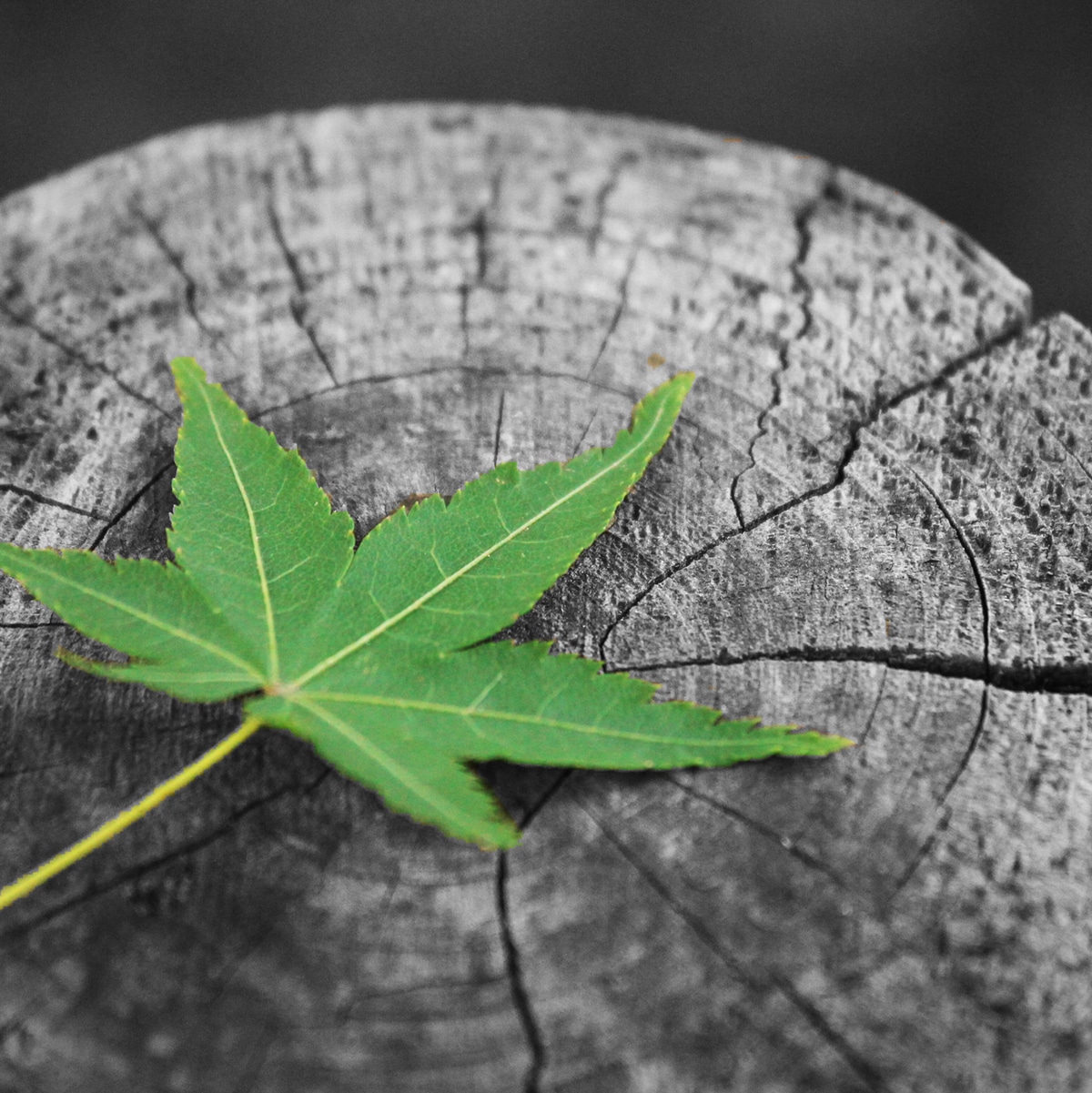 jesse-kao-KKalD9MSwhE-unsplash (1)