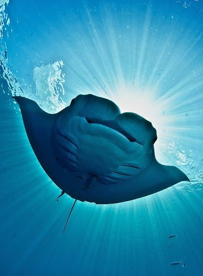 Queen of Mantas
