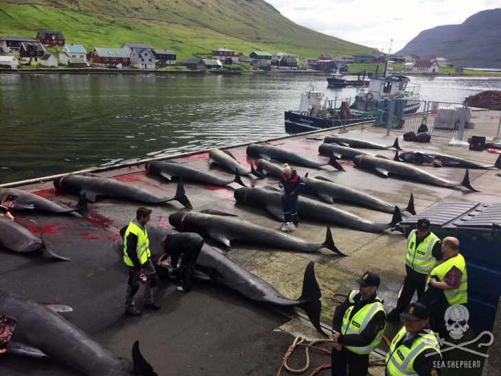 pilot whales grind in Faroe island picture by Sea Shepherd